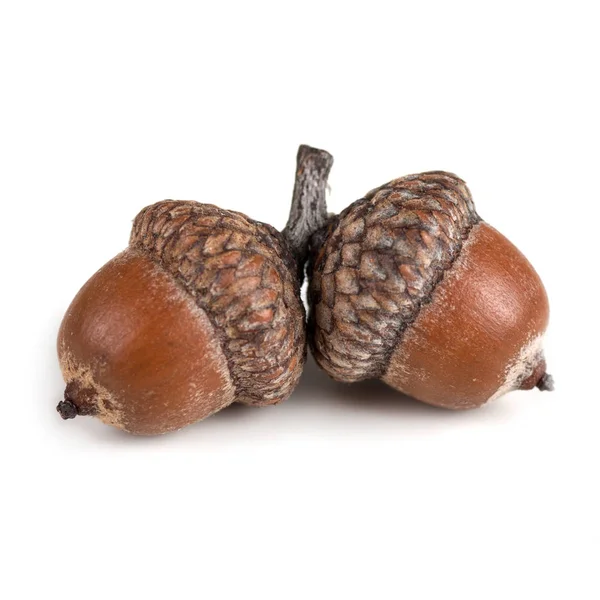 Two Acorns One Branch Close Isolated Royalty Free Stock Photos