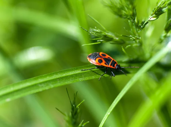 Scarabeo Rosso Una Macro Foglia Verde — Foto Stock