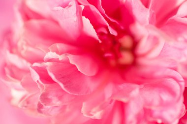 Mor Şakayık Çiçeği yakın çekim