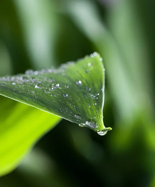 Una Goccia Acqua Appesa Una Foglia Verde Sfondo Primo Piano — Foto Stock