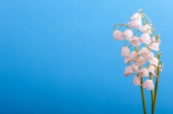 Un mazzo di giglio della valle su sfondo blu — Foto Stock