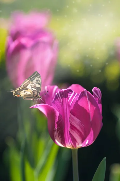 Wiosenny poranek, motyl na Tulipan, purpurowy tulipan w podświetlany, f — Zdjęcie stockowe