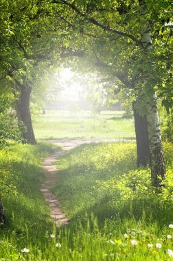ağaçlar arasında bahar ormanında yol