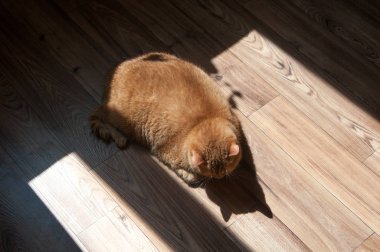 kırmızı kedi yalan ve güneşin içinde Basking, nadir bir kırmızı renk 