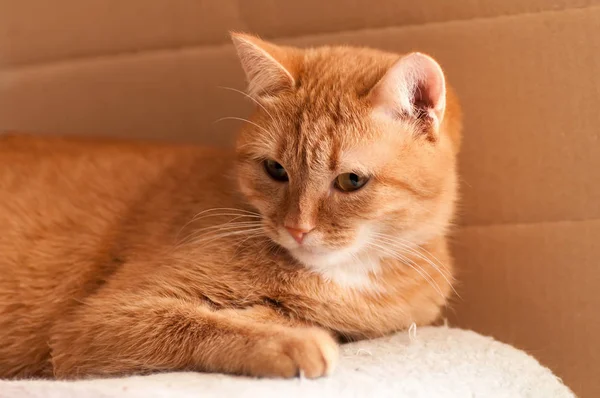 Kırmızı kedi yatıyor ve sol görünüyor, nadir bir kırmızı renk — Stok fotoğraf