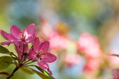 Yakın çekim çiçekli elma ağacı, kırmızı çiçek, senin t için boş alan