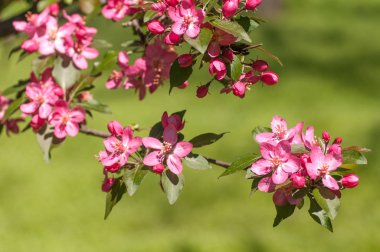 Elma ağacı çiçeği closeup, kırmızı çiçek, dal çiçek g ile