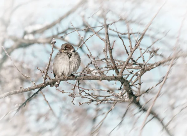 Sparrow fluffy on a branch in winter — Stock Photo, Image