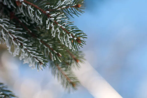 Snow on a branch of spruce in nature — Stock Photo, Image