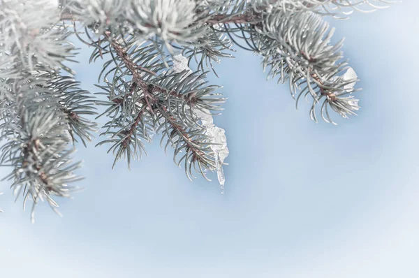 Lód na gałęzi drzewa sosnowego w przyrodzie — Zdjęcie stockowe