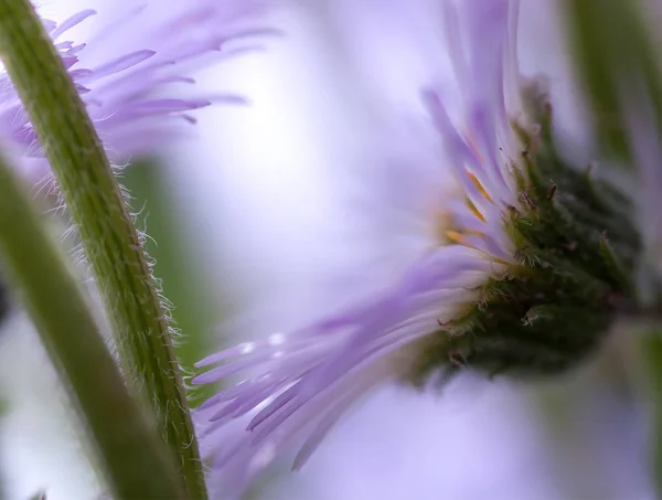 Background lilac daisy close-up — Stock Photo, Image