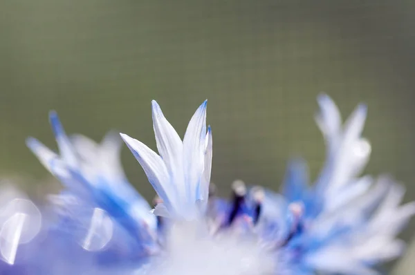 Pétala cornflower close-up fundo macro — Fotografia de Stock