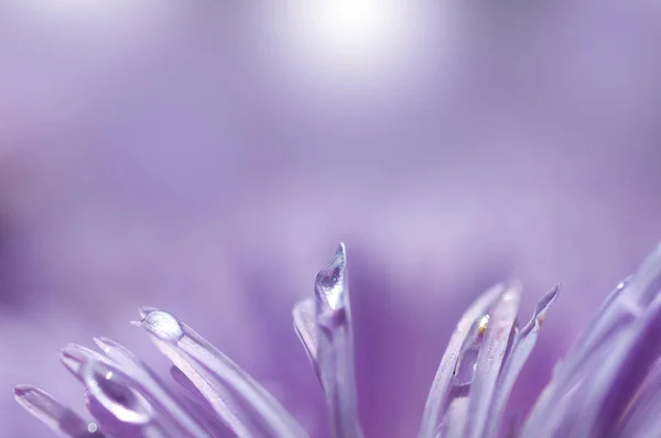 Gotas close-up em uma margarida lilás — Fotografia de Stock