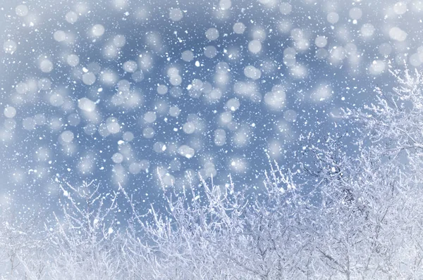 Trees in the snow against the blue sky, background — Stock Photo, Image