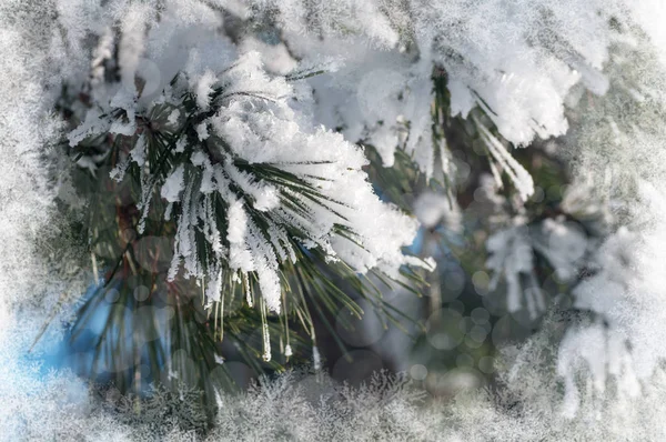 Branche d'épinette dans la neige gros plan, effet de fenêtre givré — Photo