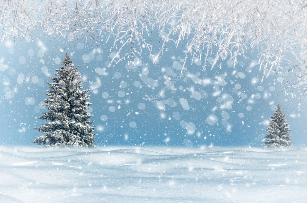 winter landscape, it is snowing, Christmas trees are snowy