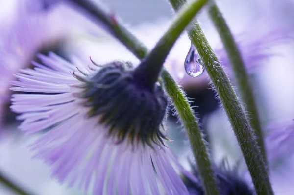 Uma gota de água flui pelo tronco de uma flor margarida azul — Fotografia de Stock