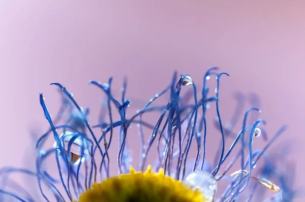 Gotas de água em pétalas secas de camomila lilás, macro — Fotografia de Stock