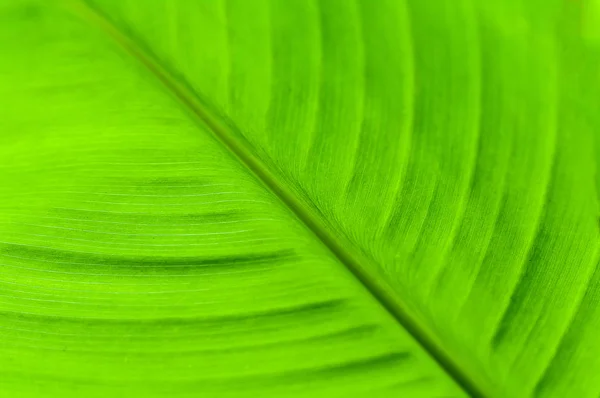 Folha verde close-up, fundo com veias foliares — Fotografia de Stock