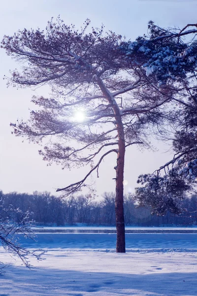 Osamělá borovice ve sněhu, stojí na břehu řeky v zimě — Stock fotografie