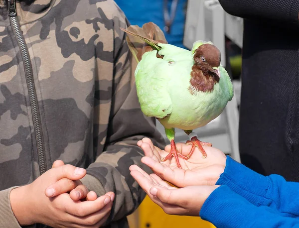 Ukrayna 'da bir kuş gösterisinde yeşil bir güvercin bir çocuğun elinde oturuyor. — Stok fotoğraf