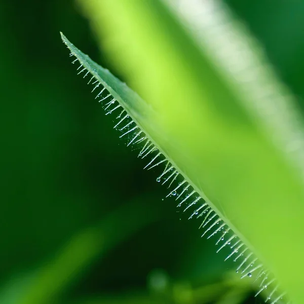 Macro gotas en los pelos de la planta — Foto de Stock