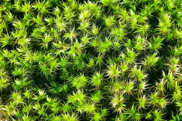 Grön mossa sphagnum närbild bakgrund — Stockfoto