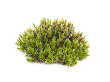 Yeşil yosun sphagnum yakın çekim izole edildi