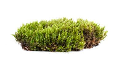 Yeşil yosun sphagnum yakın çekim izole edildi