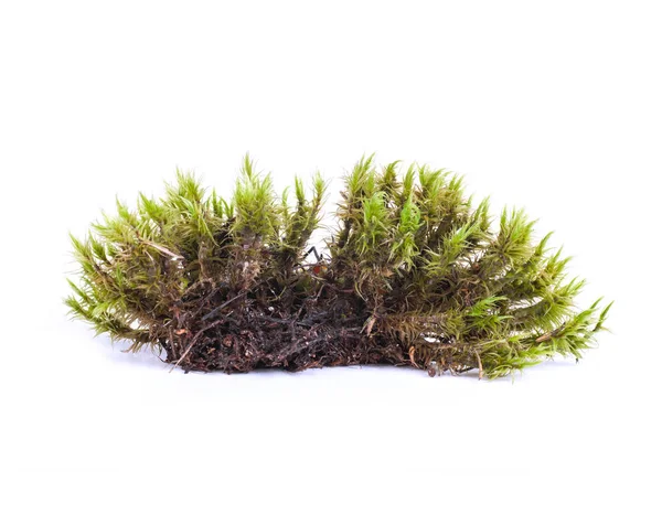 Зеленый мох сфагнум крупным планом изолирован — стоковое фото