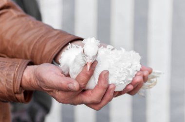 Ukrayna 'daki bir kuş gösterisinde kıvırcık güvercinler yetiştirir.