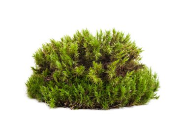 Yeşil yosun sphagnum yakın çekim izole edildi