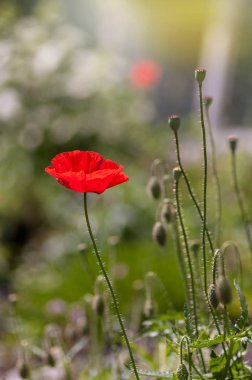 Doğada bir kırmızı haşhaş. Yakın plan.