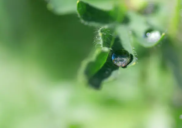 Una gota de agua fluye hacia abajo en una hoja verde, primer plano — Foto de Stock