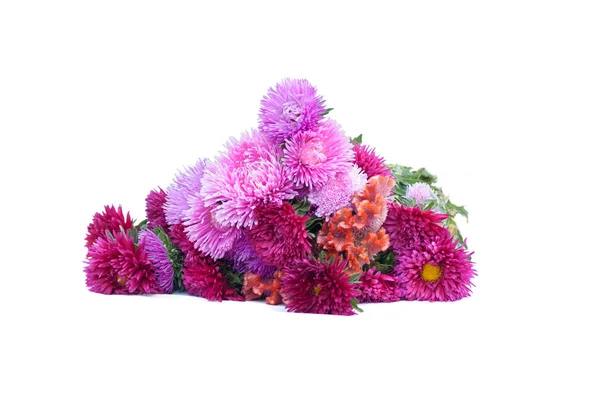 Aster flower bouquet on white background isolated — Stock Photo, Image