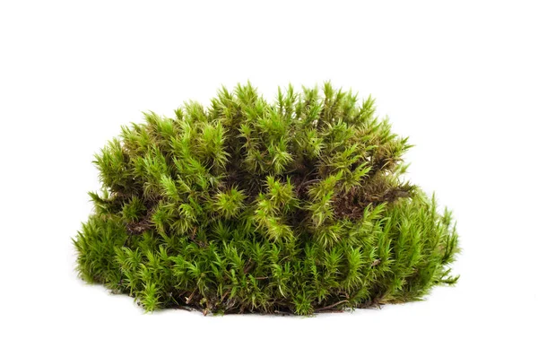 Yeşil yosun sphagnum yakın çekim izole edildi