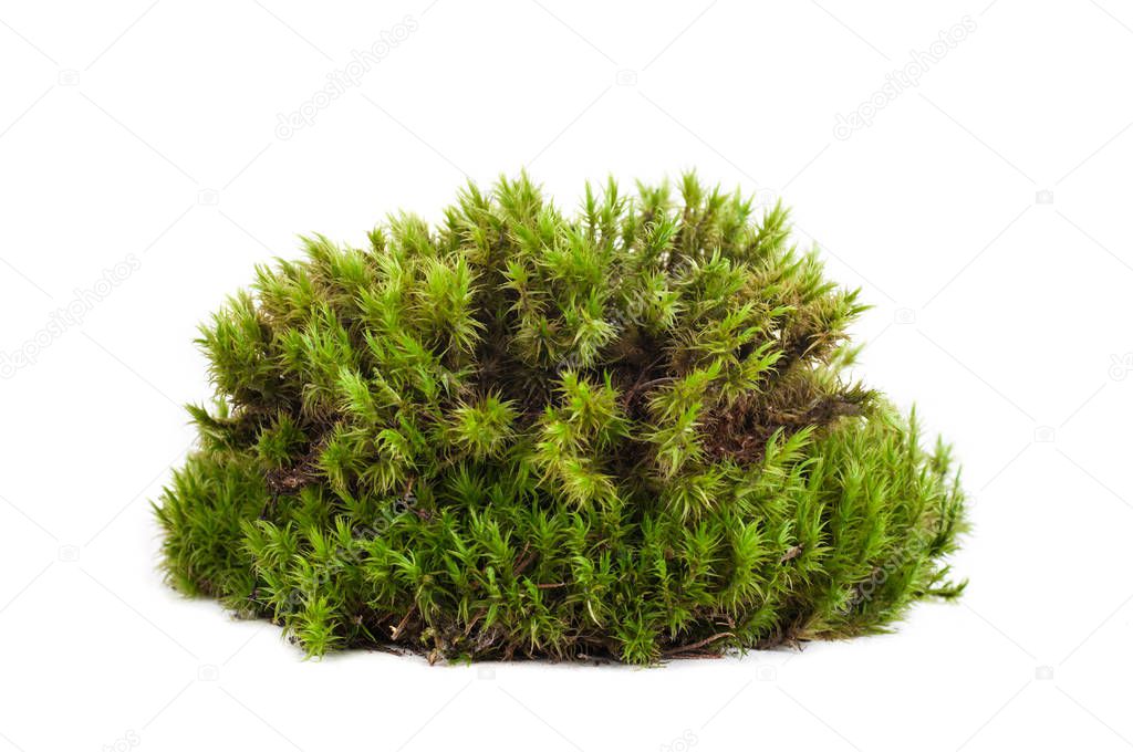 green moss sphagnum closeup isolated