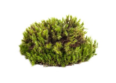 Yeşil yosun sphagnum yakın çekim izole edildi