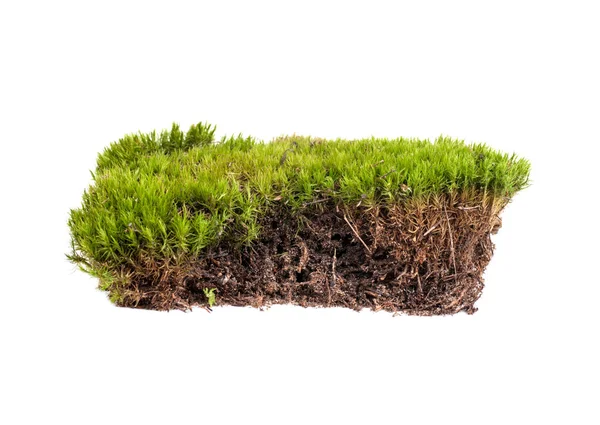 Musgo verde sphagnum primer plano aislado — Foto de Stock