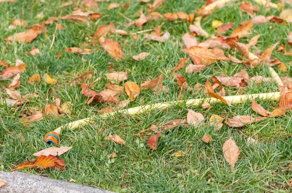 Mangueira de água na grama verde entre as folhas caídas no outono no p — Fotografia de Stock