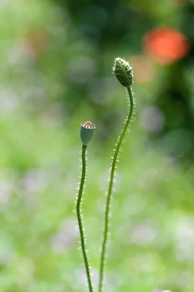 两朵野生罂粟花，花蕾和花箱，花朵的诞生 — 图库照片