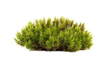 Yeşil yosun sphagnum yakın çekim izole edildi