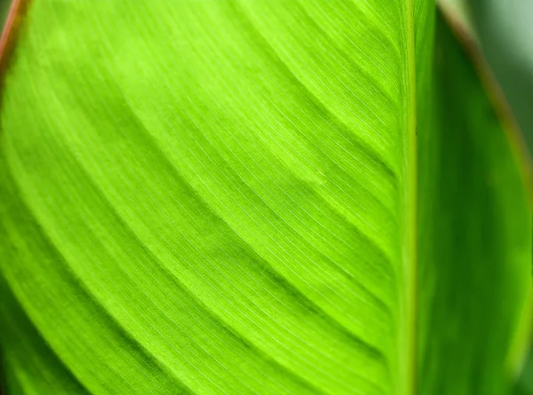 Las hojas verdes de la planta, el primer plano, el fondo — Foto de Stock