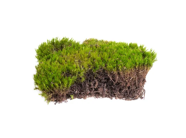 Yeşil yosun sphagnum yakın çekim izole edildi — Stok fotoğraf