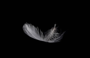 Siyah arkaplanda beyaz tüy