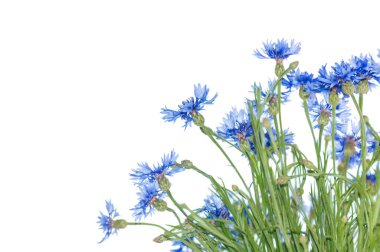 beyaz arkaplanda izole çiçek