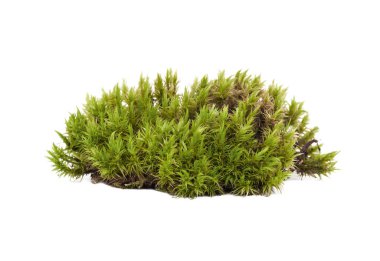 Doğal yeşil sphagnum yosunu. Beyazda izole edilmiş