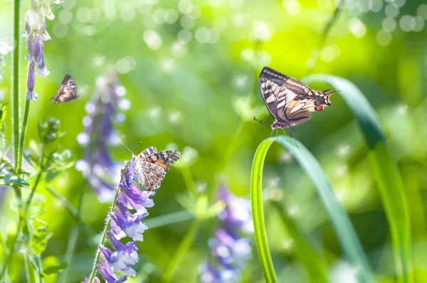 Motyle Purpurowych Kwiatach Polu Wiosenny Letni Dzień — Zdjęcie stockowe