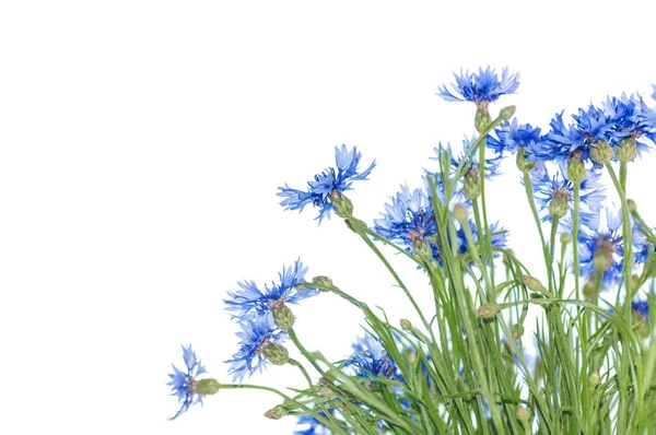 beyaz arkaplanda izole çiçek