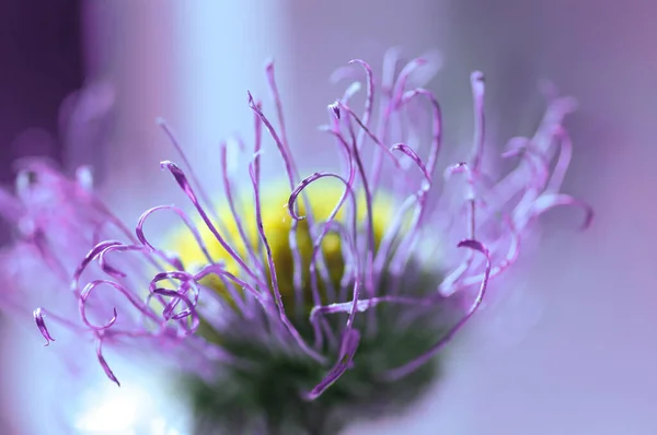 Suchy Kwiat Niebieski Stokrotka Makro Fotografowania — Zdjęcie stockowe